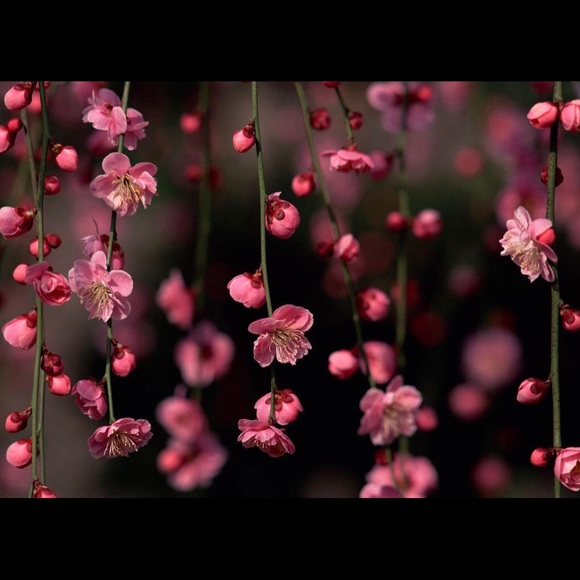 rosa_america